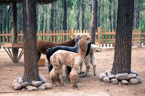 野生動物分析軟件開發(fā)成保護(hù)利器